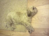 shih tzu ZaginioneKoty.pl