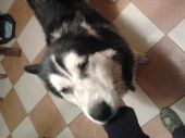 alaskan malamute / syberian husky ZaginioneKoty.pl