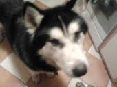 alaskan malamute / syberian husky ZaginioneKoty.pl