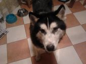 alaskan malamute / syberian husky ZaginioneKoty.pl