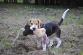 beagle ZaginioneKoty.pl