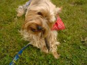 yorkshire terrier ZaginioneKoty.pl