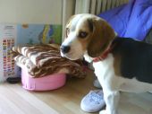 Beagle ZaginioneKoty.pl