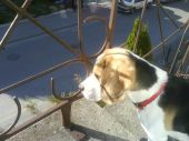 Beagle ZaginioneKoty.pl