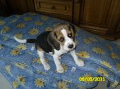 beagle ZaginioneKoty.pl