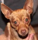 w typie chihuahua ZaginioneKoty.pl