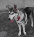 mieszaniec podobny do husky ZaginioneKoty.pl