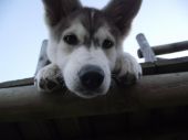 mieszaniec podobny do husky ZaginioneKoty.pl