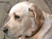 labrador ZaginioneKoty.pl