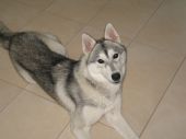 NOXI