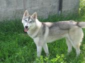 siberian husky ZaginioneKoty.pl