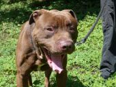 pitbull ZaginioneKoty.pl