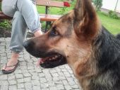 owczarek niemiecki ZaginioneKoty.pl