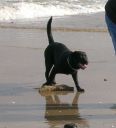 czarny labrador