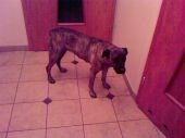 mieszaniec amstaff ZaginioneKoty.pl