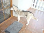 Zoran