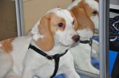 beagle ZaginioneKoty.pl