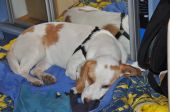 beagle ZaginioneKoty.pl