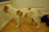 beagle ZaginioneKoty.pl