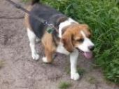 beagle ZaginioneKoty.pl