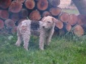 foxterier ZaginioneKoty.pl