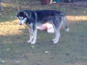 husky ZaginioneKoty.pl