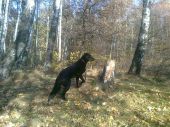 w typie labradora ZaginioneKoty.pl