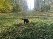 w typie labradora ZaginioneKoty.pl