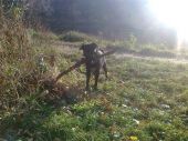 w typie labradora ZaginioneKoty.pl