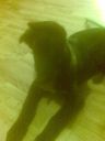 REX