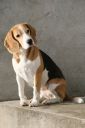 beagle ZaginioneKoty.pl