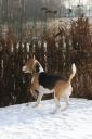 beagle ZaginioneKoty.pl