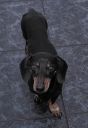 Cezar