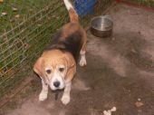 beagle ZaginioneKoty.pl