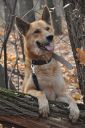 Dingo