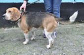 mieszaniec beagla ZaginioneKoty.pl