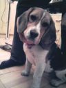 beagle ZaginioneKoty.pl