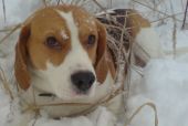 beagle ZaginioneKoty.pl