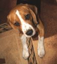 beagle ZaginioneKoty.pl