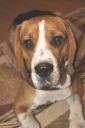 beagle ZaginioneKoty.pl