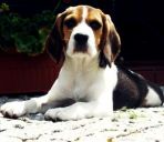 beagle ZaginioneKoty.pl