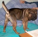 shar pei ZaginioneKoty.pl