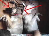 mieszaniec owczarek niemiecki i husky ZaginioneKoty.pl