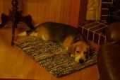 beagle ZaginioneKoty.pl