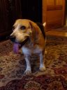 beagle ZaginioneKoty.pl