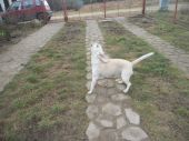 beagle ZaginioneKoty.pl