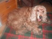 cocker spaniel ZaginioneKoty.pl