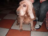 cocker spaniel ZaginioneKoty.pl