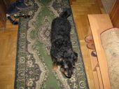 jadg terrier ZaginioneKoty.pl