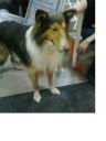 Owczarek Collie ZaginioneKoty.pl
